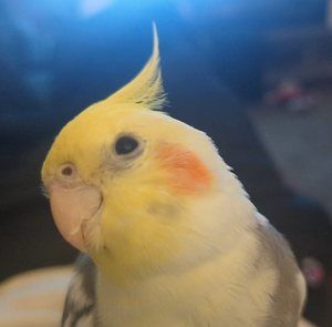 Meet your Posher, Rylan